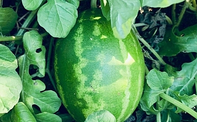 A green fruit grows amongst bright green leaves